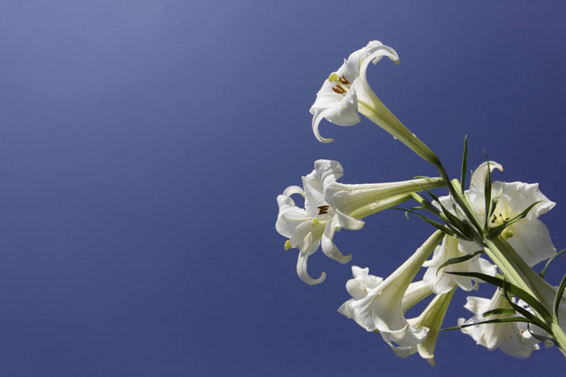 无人,横图,室外,特写,白天,仰视,花海,花圃,美景,植物,百合花,叶子,阴影,盛开,光线,影子,景观,花蕾,花,花瓣,花朵,花卉,鲜花,蓝色,绿色,白色,蓝天,天空,阳光,自然,花丛,花束,花田,天,花苞,花蕊,景色,晴朗,自然风光,万里无云,强瞿,百合蒜,倒仙,番韭,山丹,晴空,晴空万里,彩图,低角度拍摄,白百合,白花百合,圣母百合