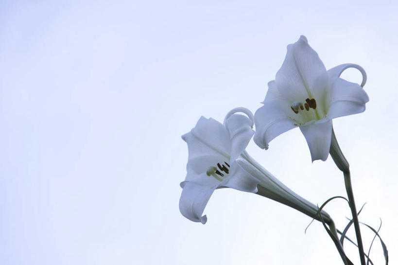 无人,横图,室外,特写,白天,仰视,花海,花圃,美景,植物,百合花,叶子,阴影,盛开,光线,影子,景观,花蕾,花,花瓣,花朵,花卉,鲜花,蓝色,绿色,白色,蓝天,天空,阳光,自然,花丛,花束,花田,天,花苞,花蕊,景色,晴朗,自然风光,万里无云,强瞿,百合蒜,倒仙,番韭,山丹,晴空,晴空万里,彩图,低角度拍摄,白百合,白花百合,圣母百合