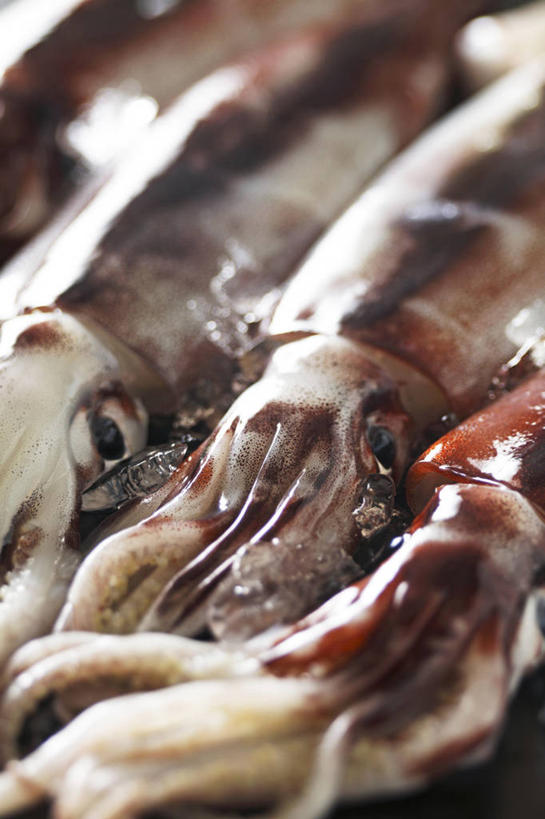 海鲜,无人,竖图,俯视,室内,特写,白天,鱿鱼,一排,阴影,整齐,反射,影子,水产,海洋生物,排列,三条,队列,水生动物,海产品,水生物,海底动物,柔鱼,枪乌贼,半身,彩图,高角度拍摄