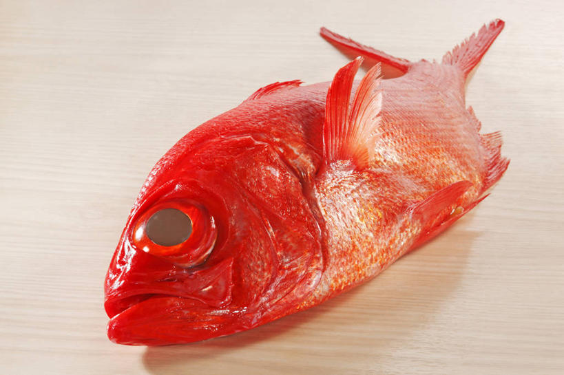 无人,横图,俯视,室内,特写,白天,桌面,桌子,一条,阴影,反射,木制,鱼,影子,鲷鱼,鱼类,海洋生物,红色,木制品,鲷,加吉鱼,金眼鲷,铜盆鱼,水生动物,水生物,海底动物,班加吉,加真鲷,彩图,高角度拍摄,全身