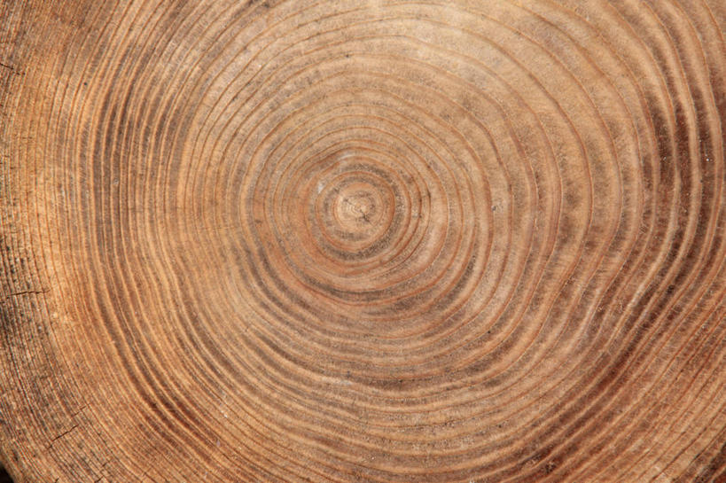 无人,横图,室外,特写,白天,正面,一根,纹路,纹理,圆环,圆圈,树桩,年轮,树,树干,木桩,年龄,环状,肌理,周期,年数,彩图