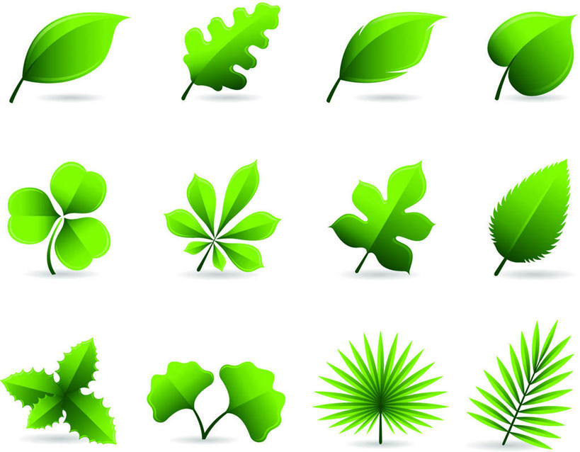 无人,横图,插画,室内,白天,白色背景,正面,爱情,自由,幸福,数码,科技,植物,叶子,一排,阴影,整齐,网络,板栗,三叶草,草药,药草,高光,几何,计算机图形,合成,图画,中药,画,树叶,排列,银杏叶,希望,电脑合成图,数码合成图,队列,药材,中草药,和平,漫画,棕榈叶,车轴草,苜蓿,中药材,本草,写实,具体,具象,统一,白果叶,橡树叶,冬青叶,团结,叶片,彩图,全身