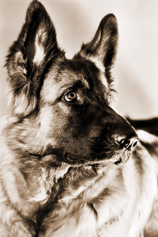 脸,头,脸颊,无人,坐,竖图,室内,特写,白天,正面,宠物,狗,听,扭头,注视,一只,动物,观察,看,转头,可爱,牧羊犬,观看,察看,关注,边境牧羊犬,忠诚,边境柯利牧羊犬,博德牧羊犬,头部,脸部,脸蛋,面部,犬,坐着,半身,彩图