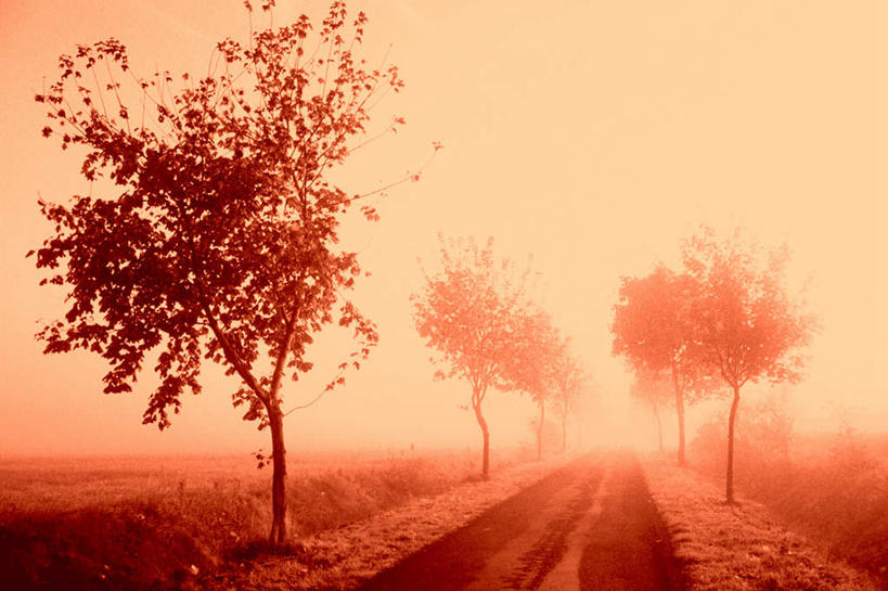 无人,横图,室外,白天,正面,旅游,度假,草地,草坪,美景,日落,树林,植物,道路,路,景观,晚霞,霞光,落日,小路,交通,娱乐,草,树,树木,绿色,自然,黄昏,享受,休闲,景色,彩霞,放松,生长,成长,自然风光,夕照,夕阳,彩图,斜阳