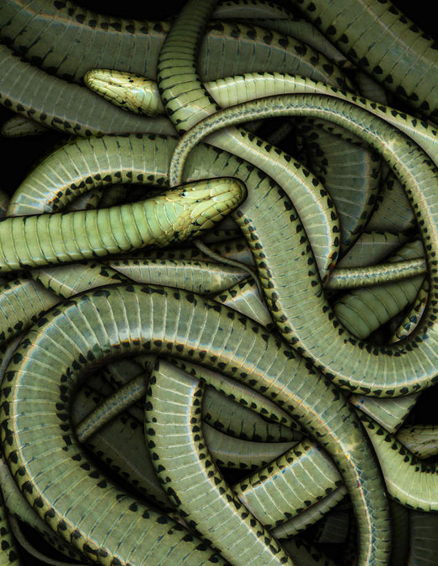 无人,竖图,俯视,室内,特写,白天,野生动物,一堆,许多,堆叠,堆积,爬行动物,蛇,动物,堆,冷血动物,凶猛,脊椎动物,长虫,残暴,凶残,彩图,高角度拍摄,全身,冷血