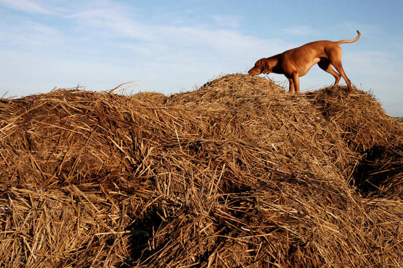 脸,头,脸颊,无人,站,横图,室外,白天,正面,草地,草坪,植物,宠物,狗,阴影,光线,影子,云,云朵,云彩,闻,草,一只,蓝色,绿色,白云,蓝天,天空,阳光,动物,天,站着,可爱,嗅,忠诚,头部,脸部,脸蛋,面部,犬,站立,彩图,全身