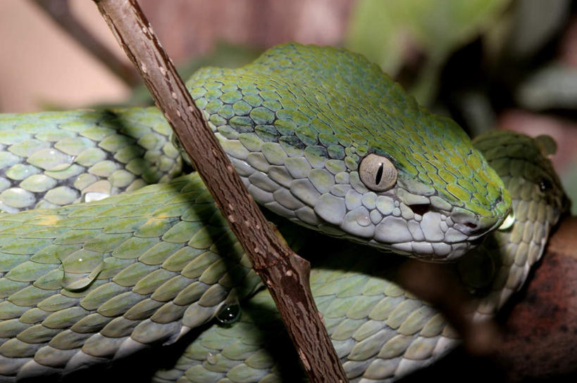 脸,头,脸颊,无人,横图,俯视,室外,特写,白天,植物,野生动物,一条,朦胧,模糊,爬行动物,蛇,枝条,盘旋,树,树木,树枝,动物,冷血动物,回旋,凶猛,脊椎动物,长虫,扭转,虬枝,枝杈,残暴,凶残,头部,脸部,脸蛋,面部,彩图,高角度拍摄,全身,冷血
