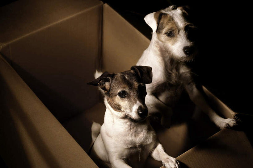 无人,站,横图,室内,白天,正面,宠物,狗,包装,纸箱,杰克罗素梗,注视,动物,容器,箱子,看,站着,两只,可爱,关注,纸板箱,忠诚,包装箱,帕尔森罗塞尔梗,犬,抬头,仰头,站立,半身,彩图