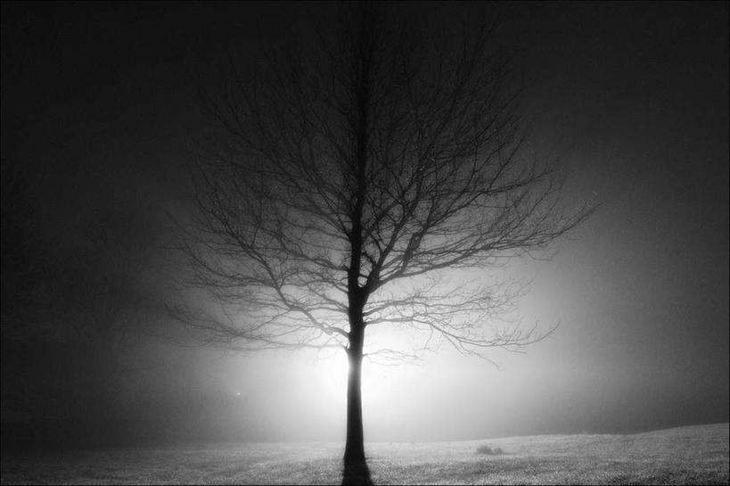 无人,横图,黑白,室外,白天,正面,旅游,度假,美景,植物,一棵,阴影,光线,影子,景观,枯树,娱乐,树,树木,绿色,阳光,自然,享受,休闲,景色,放松,生长,成长,自然风光,独自,单独