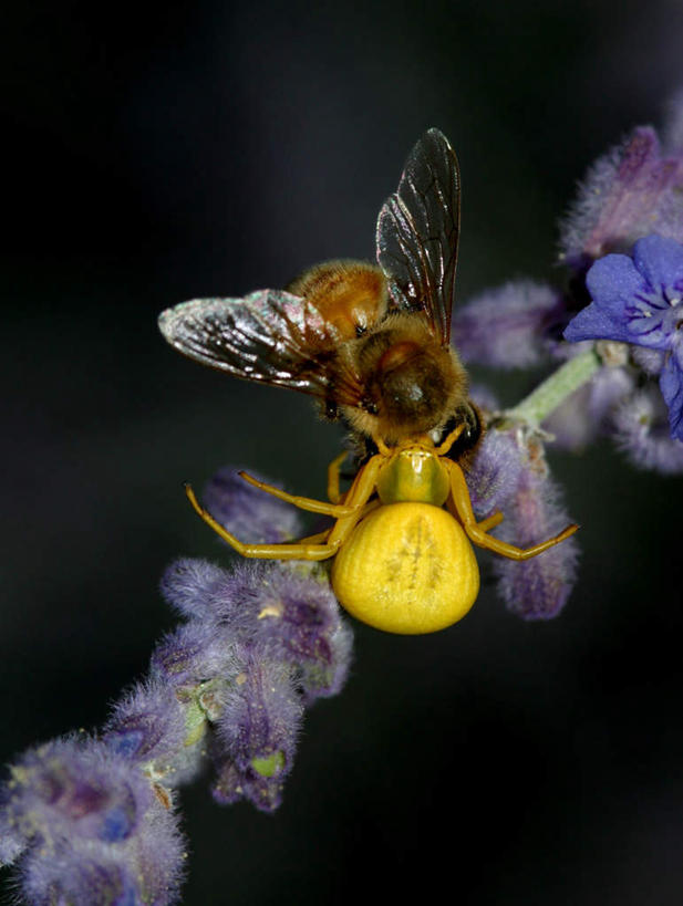 无人,竖图,室外,白天,正面,旅游,度假,美景,植物,蜜蜂,美国,许多,盛开,昆虫,景观,娱乐,花,花瓣,花朵,花卉,鲜花,自然,动物,花蕊,享受,休闲,景色,放松,北美,北美洲,自然风光,美洲,益虫,伊利诺斯州,伊利诺伊,伊利诺伊州,伊利诺州,林肯之地,北亚美利加洲,亚美利加洲,彩图,全身