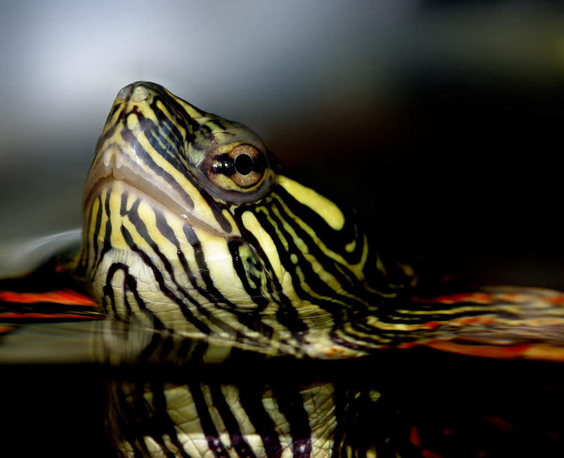 脸,头,脸颊,无人,横图,室外,特写,白天,正面,旅游,度假,美景,植物,野生动物,美国,池塘,景观,水池,娱乐,牛蛙,树,树木,一只,自然,动物,趴着,享受,休闲,景色,放松,可爱,活泼,北美,北美洲,自然风光,美洲,伊利诺斯州,伊利诺伊,伊利诺伊州,伊利诺州,林肯之地,北亚美利加洲,亚美利加洲,美国牛蛙,头部,脸部,脸蛋,面部,趴,半身,彩图