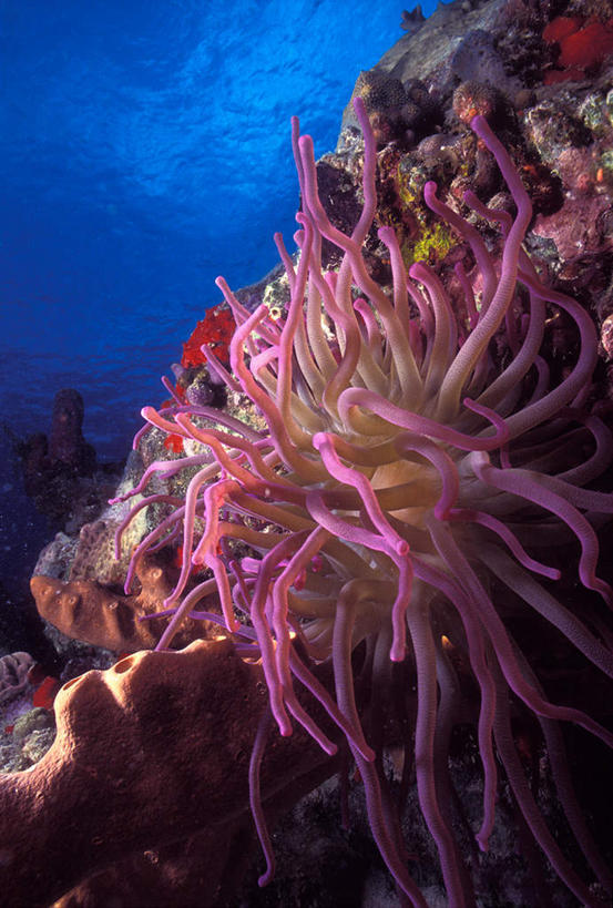 无人,竖图,室外,白天,正面,旅游,度假,海底,水下,海浪,海洋,美景,海葵,景观,浪花,水底,娱乐,海洋生物,无脊椎动物,自然,海水,享受,休闲,景色,放松,海底世界,腔肠动物,自然风光,海景,大海,风浪,海,海床,海水的波动,近岸浪,涌浪,彩图