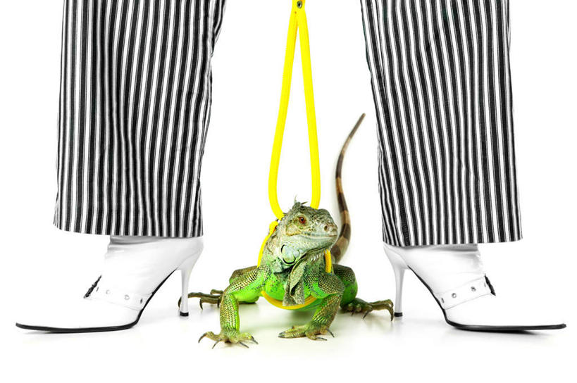 西方人,一个人,站,横图,室内,白天,白色背景,正面,高跟鞋,宠物,野生动物,蜥蜴,鞋子,欧洲,欧洲人,仅一个年轻女性,仅一个女性,仅一个人,一条,条纹,裤子,鬣蜥,一只,黄色,白色,黑色,动物,站着,摄影,影棚,绿鬣蜥,石龙子,泉龙,猪婆蛇,四脚蛇,蜴,年轻女性,女人,女性,白种人,项圈,站立,半身,彩图,影棚拍摄,拍摄