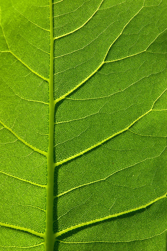 无人,竖图,室内,特写,白天,正面,植物,叶子,纹理,绿叶,绿色,春季,春天,嫩叶,生机,生命,肌理,春日,叶,叶片,叶脉,彩图