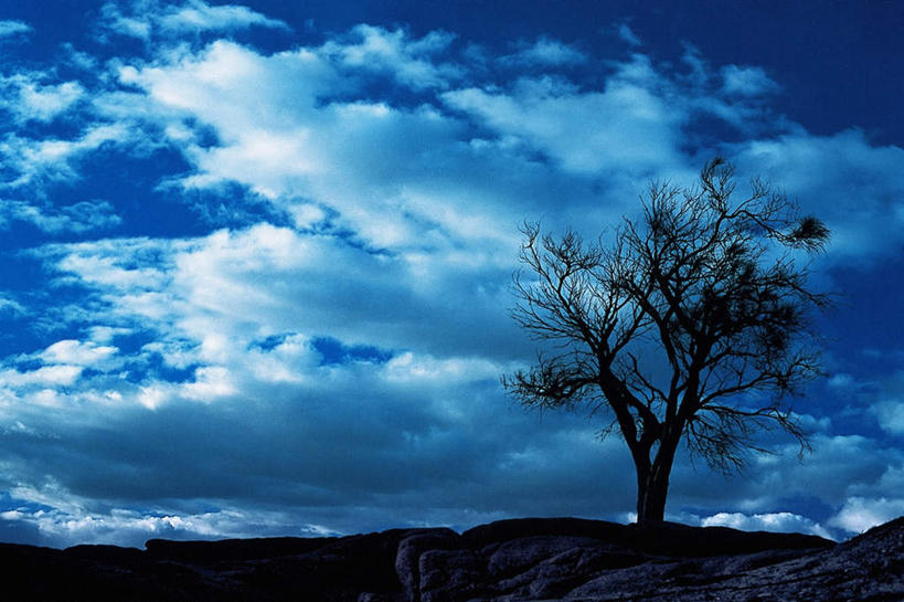 无人,横图,室外,白天,仰视,旅游,度假,寂寞,美景,日落,植物,澳大利亚,阴影,光线,影子,景观,晚霞,霞光,云,云朵,落日,背光,云彩,娱乐,树,树木,蓝色,绿色,白云,蓝天,天空,阳光,自然,黄昏,天,享受,休闲,景色,彩霞,放松,生长,晴朗,成长,自然风光,大洋洲,澳洲,逆光,南方大陆,澳大利亚联邦,孑立,夕照,孤单,孤独,晴空,夕阳,彩图,低角度拍摄,斜阳