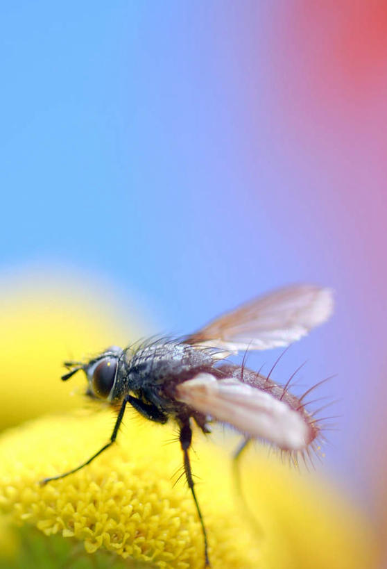 无人,竖图,俯视,室外,白天,美景,苍蝇,伸展,张开,展翅,阴影,朦胧,模糊,盛开,光线,细菌,翅膀,昆虫,影子,景观,花蕾,花,花瓣,花朵,鲜花,一只,黄色,阳光,自然,动物,花苞,花蕊,趴着,景色,艾菊,平和,自然风光,和平,病菌,张开翅膀,害虫,传染,四害,亲切,随和,展开翅膀,和气,和善,趴,彩图,高角度拍摄,全身,和蔼