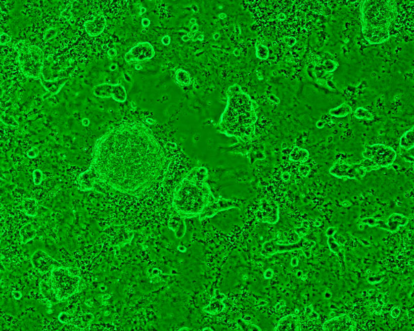 无人,横图,俯视,室外,白天,新鲜,分析,科学,细胞,绿色,青春,生命,和平,安详,阐明,冷色,剖析,彩图,高角度拍摄
