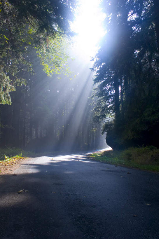 无人,竖图,室外,白天,正面,旅游,度假,美景,森林,树林,植物,道路,路,公路,欧洲,波兰,阴影,光线,影子,景观,交通,娱乐,树,树木,绿色,阳光,自然,享受,休闲,景色,放松,生长,成长,自然风光,中欧,波兰共和国,马路,彩图