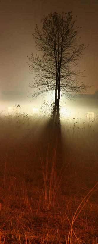 无人,竖图,室外,白天,正面,旅游,度假,美景,秋季,植物,雾,叶子,一棵,枯萎,朦胧,模糊,围绕,光线,光泽,景观,枯草,枯叶,落叶,枝条,光芒,照射,娱乐,草,树,树木,树枝,黄色,自然,享受,休闲,景色,放松,缭绕,生长,成长,死亡,迷雾,自然风光,照耀,光辉,旋绕,萦绕,毫光,枝杈,枯败,映照,回绕,叶,叶片,大雾,秋,秋天,彩图