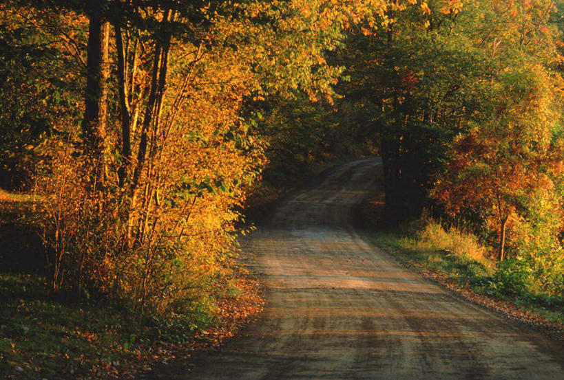 无人,横图,室外,白天,正面,旅游,度假,美景,森林,树林,植物,道路,路,阴影,曲折,弯曲,光线,影子,景观,小路,交通,娱乐,树,树木,绿色,阳光,自然,享受,休闲,景色,放松,茂密,蜿蜒,乡间小路,茂盛,生长,成长,自然风光,彩图