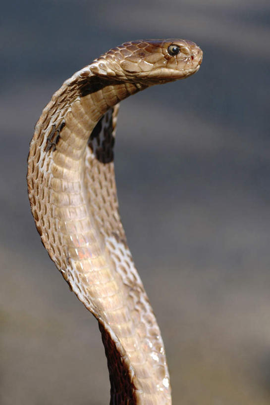 无人,站,竖图,室外,白天,正面,旅游,度假,美景,野生动物,一条,朦胧,模糊,爬行动物,蛇,景观,注视,娱乐,自然,动物,观察,看,站着,享受,休闲,景色,放松,观看,察看,关注,自然风光,冷血动物,凶猛,脊椎动物,长虫,眼镜蛇,残暴,凶残,站立,半身,彩图,冷血