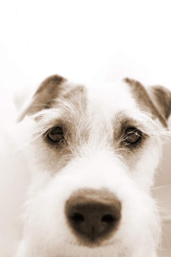 脸,头,鼻子,脸颊,无人,竖图,室内,白天,白色背景,正面,宠物,狗,注视,一只,白色,黑色,动物,观察,看,可爱,摄影,影棚,观看,察看,关注,忠诚,头部,鼻,鼻孔,脸部,脸蛋,面部,犬,半身,彩图,影棚拍摄,拍摄