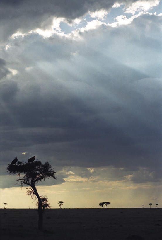 无人,竖图,室外,白天,仰视,旅游,度假,荒凉,美景,植物,光线,光泽,荒野,景观,云,云朵,光芒,云彩,娱乐,树,树木,白云,天空,自然,黄昏,天,享受,休闲,景色,放松,生长,晴朗,成长,自然风光,荒原,光辉,毫光,冷落,薄暮,荒芜,晴空,彩图,低角度拍摄,傍晚