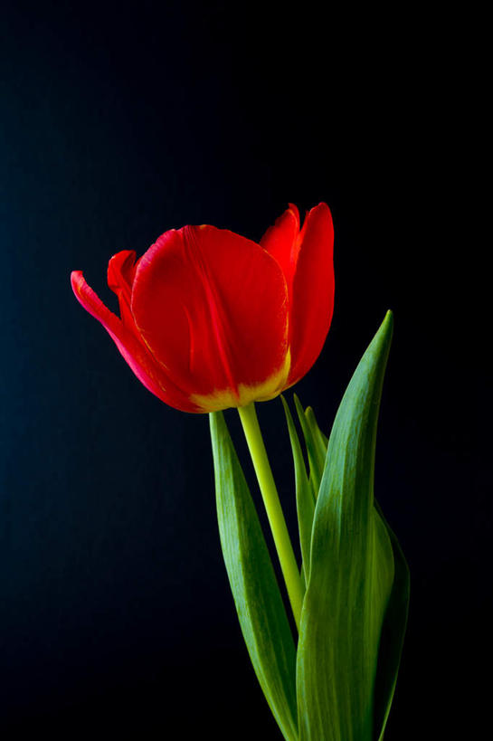 无人,竖图,室内,特写,白天,正面,爱情,郁金香,静物,叶子,黑色背景,盛开,根茎,绿叶,祝福,花蕾,花,花瓣,花朵,鲜花,一朵,红色,花苞,花蕊,嫩叶,摄影,影棚,表白,荣誉,永恒,叶,叶片,郁香,洋荷花,草麝香,彩图,影棚拍摄,拍摄