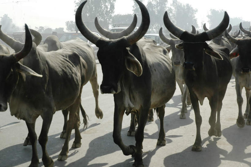 无人,农场,走,横图,室外,白天,正面,度假,畜牧业,牧场,美景,树林,植物,牛,印度,亚洲,许多,阴影,光线,影子,景观,娱乐,树,树木,绿色,阳光,自然,动物,享受,休闲,家畜,景色,放松,牲畜,生长,成长,南亚,牛角,畜牧,印度共和国,牧业,母牛,步行,散步,走路,彩图