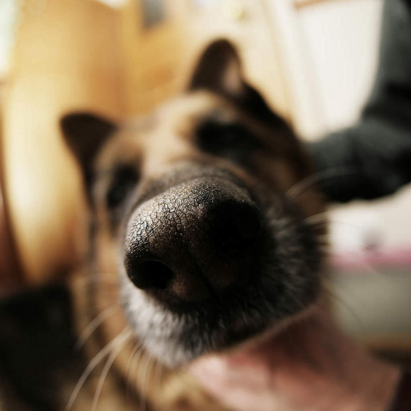 脸,头,眼睛,鼻子,嘴,脸颊,眉毛,睫毛,无人,方图,室内,特写,白天,正面,宠物,狗,瞳孔,朦胧,模糊,一只,动物,可爱,眼部,牧羊犬,德国牧羊犬,忠诚,德国狼犬,黑背,头部,鼻,鼻孔,睫,脸部,脸蛋,眉,面部,眼,眼睫毛,眼眉,嘴巴,嘴唇,犬,半身,彩图,眼眉毛