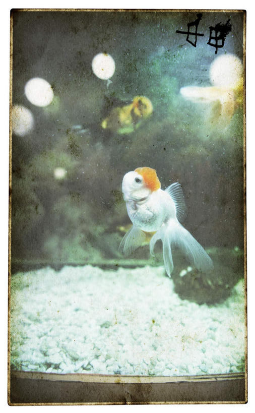 无人,竖图,室内,白天,正面,一条,朦胧,模糊,透明,金鱼,鱼,罐子,背光,鱼类,玻璃制品,一只,玻璃瓶,瓶子,游动,逆光,广口瓶,观赏鱼,金鲫鱼,通明,彩图,全身