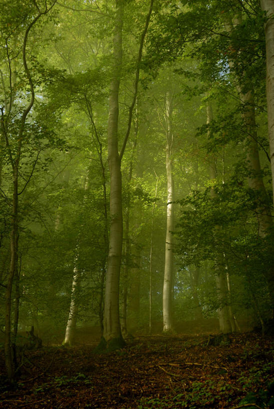 无人,竖图,室外,白天,正面,旅游,度假,美景,森林,树林,植物,景观,娱乐,树,树木,绿色,自然,享受,休闲,景色,放松,生长,成长,自然风光,榉树,大叶榉,红榉树,白榉,大叶榉树,彩图