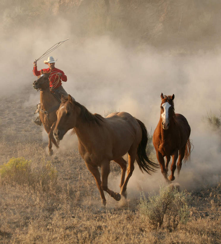 西方人,一个人,坐,竖图,室外,白天,正面,植物,马,野生动物,欧洲,欧洲人,仅一个男性,仅一个人,骑马,阴影,枯萎,光线,影子,枯草,尘埃,草,仅一个年轻男性,黄色,阳光,动物,运输,牲畜,灰尘,尘土,三匹,男人,男性,年轻男性,白种人,坐着,彩图,全身