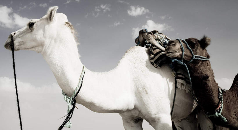 无人,站,横图,黑白,室外,白天,仰视,旅游,度假,美景,野生动物,一头,景观,云,云朵,云彩,注视,娱乐,骆驼,白云,天空,自然,动物,天,观察,看,站着,享受,休闲,景色,放松,运输,晴朗,观看,察看,关注,自然风光,沙漠之舟,原驼,晴空,站立,半身,低角度拍摄