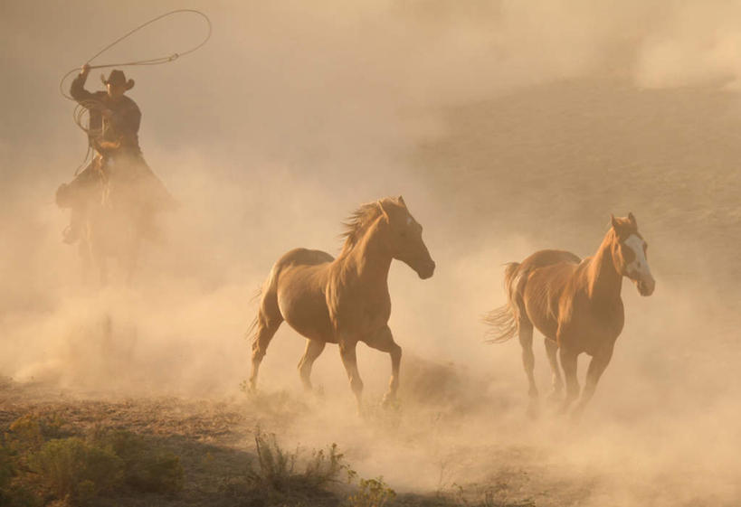 西方人,一个人,牛仔,横图,室外,白天,正面,草地,草坪,植物,马,野生动物,欧洲,欧洲人,仅一个男性,仅一个人,握,阴影,漂浮,飘扬,光线,影子,飘落,拿,尘埃,拿着,草,仅一个年轻男性,绿色,阳光,动物,奔跑,驾驶,行驶,握着,运输,牲畜,下沉,操纵,灰尘,尘土,控制,挥动,挥舞,三匹,马鞭,降落,操控,把持,飘零,摆荡,男人,男性,年轻男性,白种人,牧牛工,牧牛人,牧童,半身,彩图