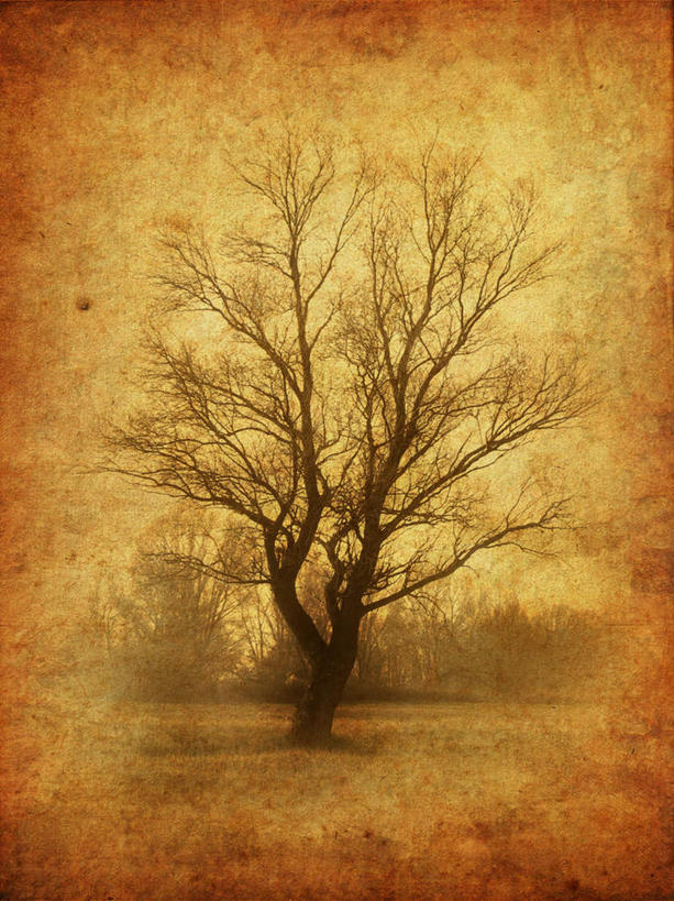 无人,竖图,室外,白天,正面,旅游,度假,美景,植物,许多,枯萎,景观,枯草,枯树,枝条,很多,凌乱,娱乐,草,树,树木,树枝,黄色,自然,享受,休闲,景色,放松,混乱,自然风光,泛黄,老照片,旧照,纷乱,缭乱,庞杂,虬枝,枝杈,彩图