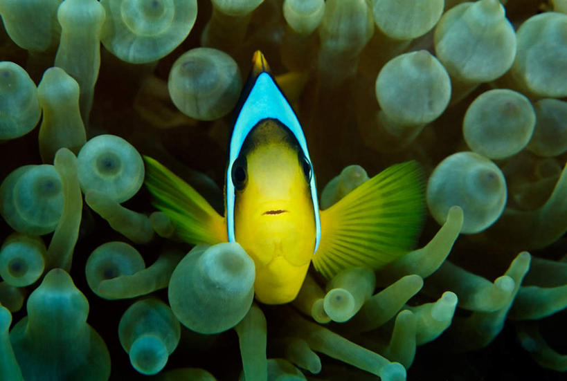 游泳,无人,横图,俯视,室外,白天,阴影,光线,鱼,珊瑚,影子,灯光,注视,小丑鱼,珊瑚礁,鱼类,一只,黄色,观察,看,观看,察看,关注,海葵鱼,海底礁,泅水,三带双锯鱼,双锯鱼,拍浮,礁,岩石,彩图,高角度拍摄,全身