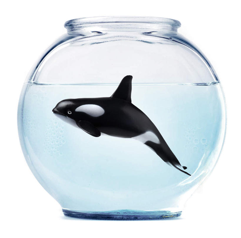 游泳,无人,横图,室内,白天,白色背景,侧面,水,哺乳动物,鲸鱼,玻璃,一头,液体,水滴,鱼缸,注视,海洋生物,玻璃制品,动物,观察,看,摄影,鲸,影棚,观看,察看,关注,水生动物,水生物,海底动物,泅水,鲸类,拍浮,彩图,全身,影棚拍摄,拍摄