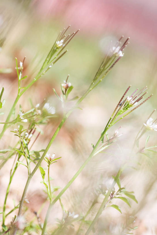无人,竖图,室外,特写,白天,正面,花海,花圃,植物,叶子,许多,朦胧,模糊,盛开,绿叶,花蕾,花,花瓣,花朵,花卉,鲜花,绿色,白色,花丛,花田,花苞,花蕊,嫩叶,生长,成长,叶,叶片,彩图