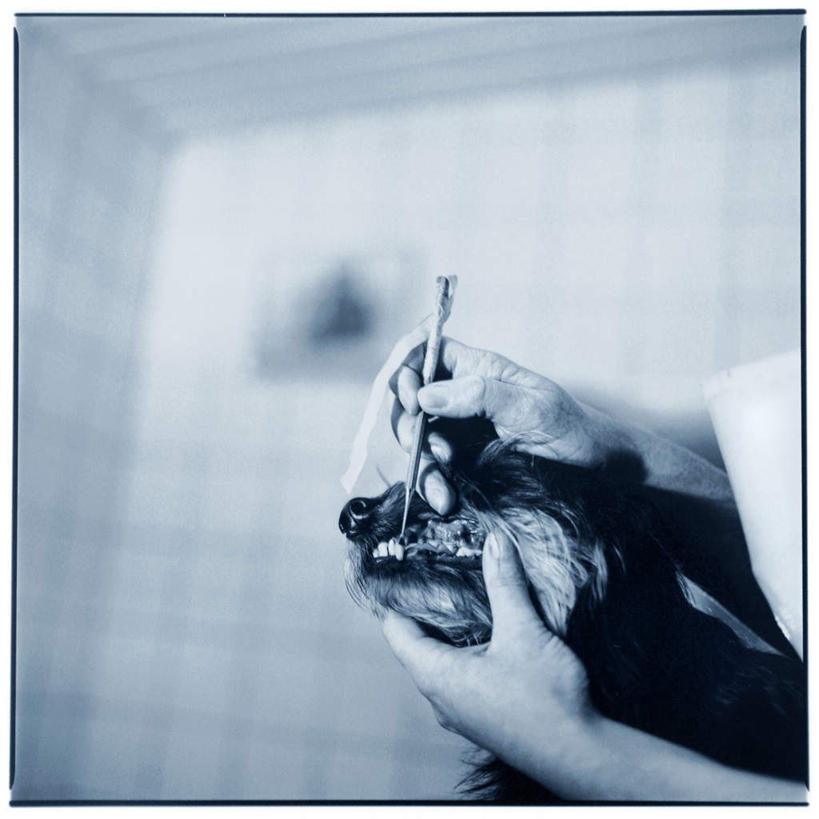 西方人,一个人,兽医,站,抱,方图,室内,白天,仰视,宠物,狗,欧洲,欧洲人,仅一个男性,仅一个人,握,朦胧,模糊,边框,拿,拿着,注视,仅一个年轻男性,白色,动物,观察,看,站着,可爱,治疗,握着,抱着,观看,察看,搂着,关注,医治,忠诚,牙镜,男人,男性,年轻男性,白种人,兽医师,犬,怀抱,搂,搂抱,相抱,拥抱,站立,半身,彩图,低角度拍摄