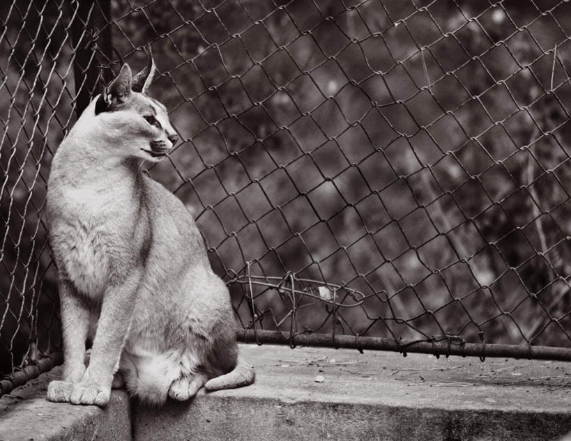 无人,栏杆,坐,横图,室外,白天,正面,哺乳动物,野生动物,栅栏,篱笆,围栏,扭头,注视,护栏,一只,动物,观察,看,转头,观看,察看,关注,山猫,猞猁,凶猛,林曳,马猞猁,猞猁狲,猞狮,残暴,凶残,坐着,彩图,全身