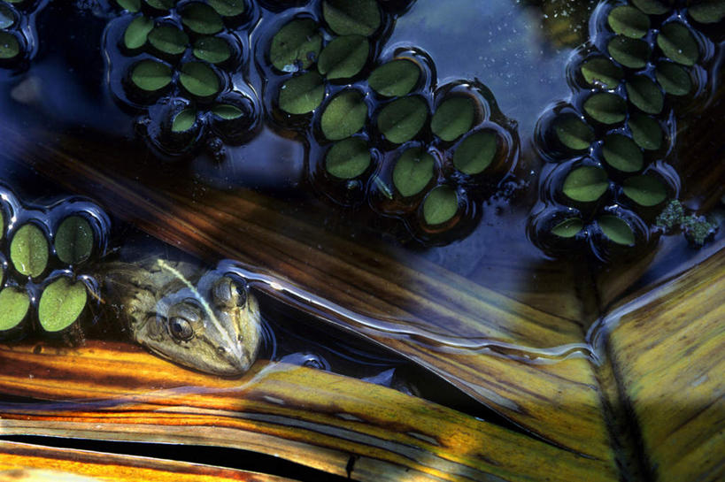 无人,横图,俯视,室外,白天,河流,美景,水,植物,青蛙,野生动物,河水,景观,水流,水草,注视,一只,绿色,自然,动物,观察,看,景色,可爱,遮掩,活泼,生长,成长,观看,察看,关注,自然风光,警惕,遮蔽,掩蔽,掩藏,戒备,警觉,警悟,警醒,半身,彩图,高角度拍摄