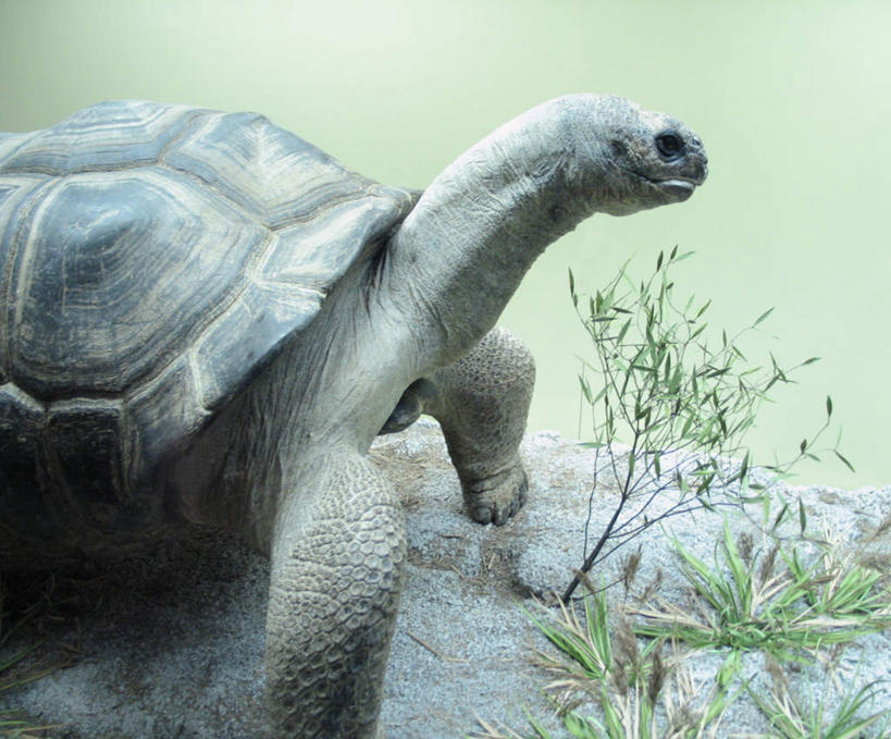 无人,横图,俯视,室外,白天,石头,美景,植物,哺乳动物,龟,阴影,光线,石子,影子,景观,注视,海洋生物,草,爬行,绿色,阳光,自然,观察,看,健康,景色,生长,成长,观看,坚硬,龟壳,察看,坚韧,关注,自然风光,水生动物,坚定,水生物,海底动物,牢固,长寿,乌龟,巩固,坚固,坚实,牢靠,石块,岩石,半身,彩图,高角度拍摄