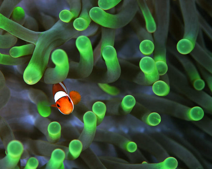 游泳,无人,横图,俯视,室外,白天,旅游,度假,美景,一条,鱼,触须,珊瑚,景观,注视,娱乐,小丑鱼,鱼类,红色,自然,观察,看,享受,休闲,景色,放松,观看,察看,关注,自然风光,海葵鱼,泅水,三带双锯鱼,双锯鱼,拍浮,半身,彩图,高角度拍摄