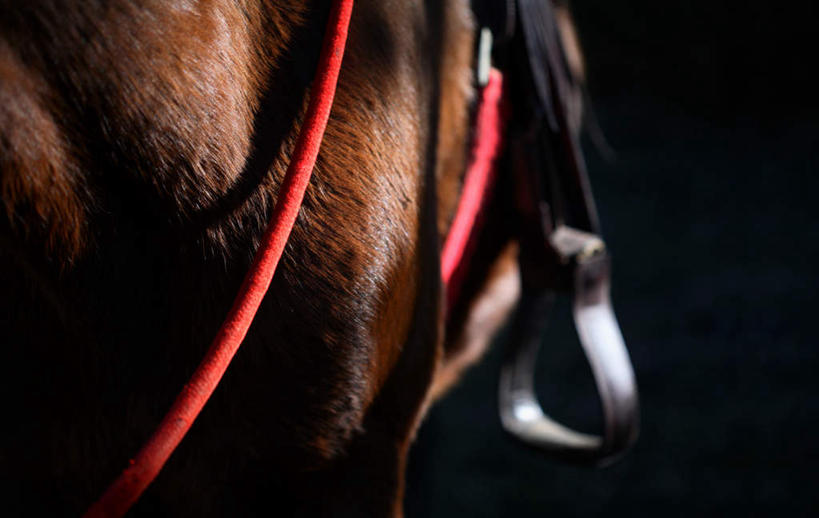 无人,站,横图,俯视,室外,白天,马,野生动物,阴影,朦胧,模糊,光线,影子,地面,一匹,阳光,动物,站着,运输,牲畜,缰绳,站立,半身,彩图,高角度拍摄