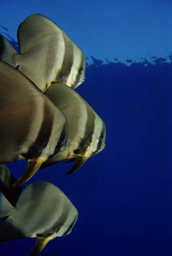 游泳,海鲜,无人,竖图,室内,白天,侧面,海浪,海洋,美景,阴影,反射,鱼,影子,景观,浪花,注视,水产,鱼类,海洋生物,蓝色,自然,海水,观察,看,张嘴,四条,景色,观看,蝙蝠鱼,察看,关注,自然风光,水生动物,海产品,水生物,张大嘴巴,海景,海底动物,泅水,拍浮,大海,风浪,海,海水的波动,近岸浪,涌浪,张开嘴,半身,彩图