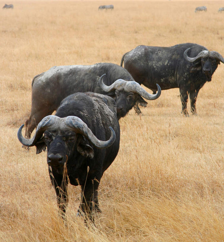 无人,动物园,站,竖图,俯视,室外,白天,美景,植物,牛,野生动物,非洲,坦桑尼亚,阴影,枯萎,光线,影子,景观,枯草,扭头,注视,草,黄色,阳光,自然,动物,观察,看,站着,转头,景色,三头,观看,察看,关注,自然风光,美洲野牛,凶猛,野生动物园,美洲草原野牛,美洲犎牛,美洲平原野牛,东非,坦桑尼亚联合共和国,残暴,凶残,野牛,站立,彩图,高角度拍摄,全身