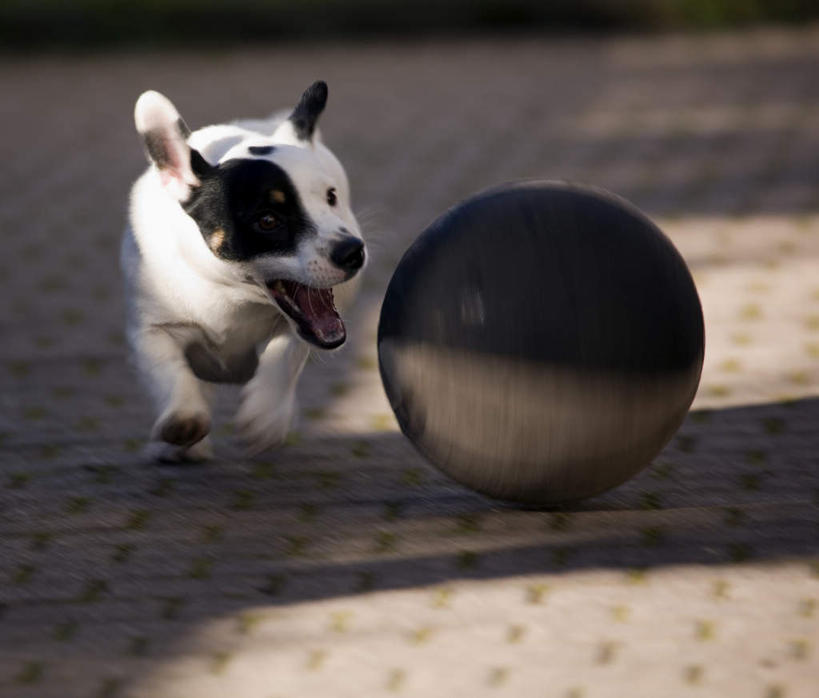 无人,横图,俯视,室外,白天,游戏,宠物,狗,一条,阴影,光线,影子,杰克罗素梗,球形,玩,注视,娱乐,球,白色,黑色,阳光,动物,奔跑,观察,看,张嘴,休闲,球体,可爱,转动,观看,滚动,活动,察看,发泄,关注,消遣,智力,张大嘴巴,忠诚,宣泄,帕尔森罗塞尔梗,张开嘴,犬,玩耍,嬉戏,彩图,高角度拍摄,全身