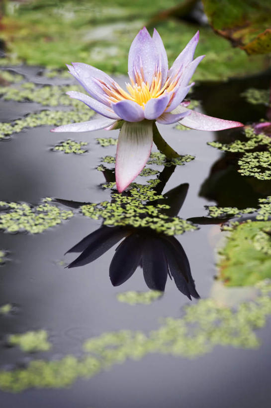 无人,竖图,俯视,室外,白天,纯洁,河流,美景,水,植物,莲花,叶子,阴影,盛开,光线,影子,河水,景观,水流,荷叶,浮萍,花蕾,花,花瓣,花朵,鲜花,一朵,粉色,绿色,阳光,自然,花苞,花蕊,景色,生长,成长,富贵,神圣,自然风光,纯净,莲叶,六月花神,正直,荷花,六月春,藕花,水芙蓉,叶,叶片,彩图,高角度拍摄