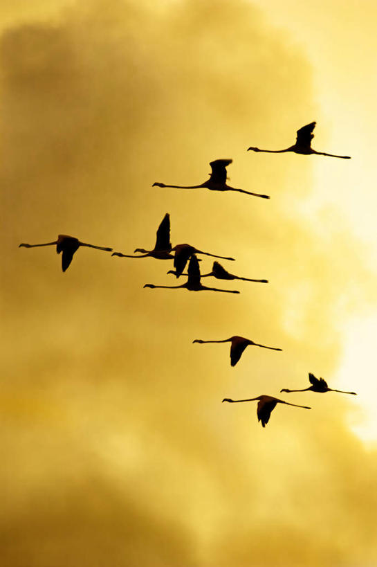 无人,竖图,室外,白天,仰视,旅游,度假,美景,日落,一群,许多,飞翔,伸展,张开,展翅,飞行,光线,光泽,翅膀,红鹤,火烈鸟,景观,晚霞,霞光,落日,光芒,很多,翱翔,照射,娱乐,飞,黄色,自然,黄昏,享受,休闲,景色,彩霞,放松,自然风光,照耀,光辉,张开翅膀,毫光,夕照,映照,展开翅膀,夕阳,彩图,低角度拍摄,斜阳